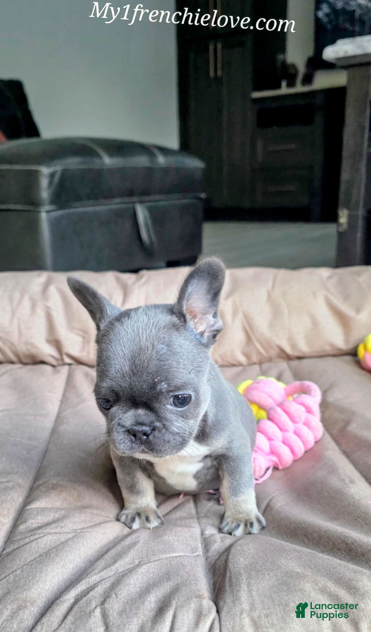French Bulldog dogs Sea - Ad 1