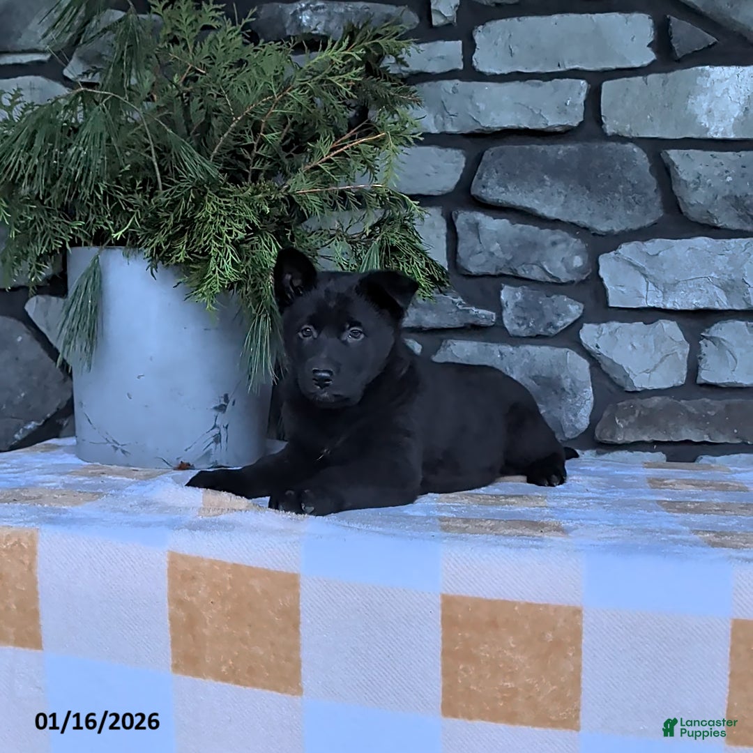 German Shepherd dogs for sale: Blackie - Ad 3