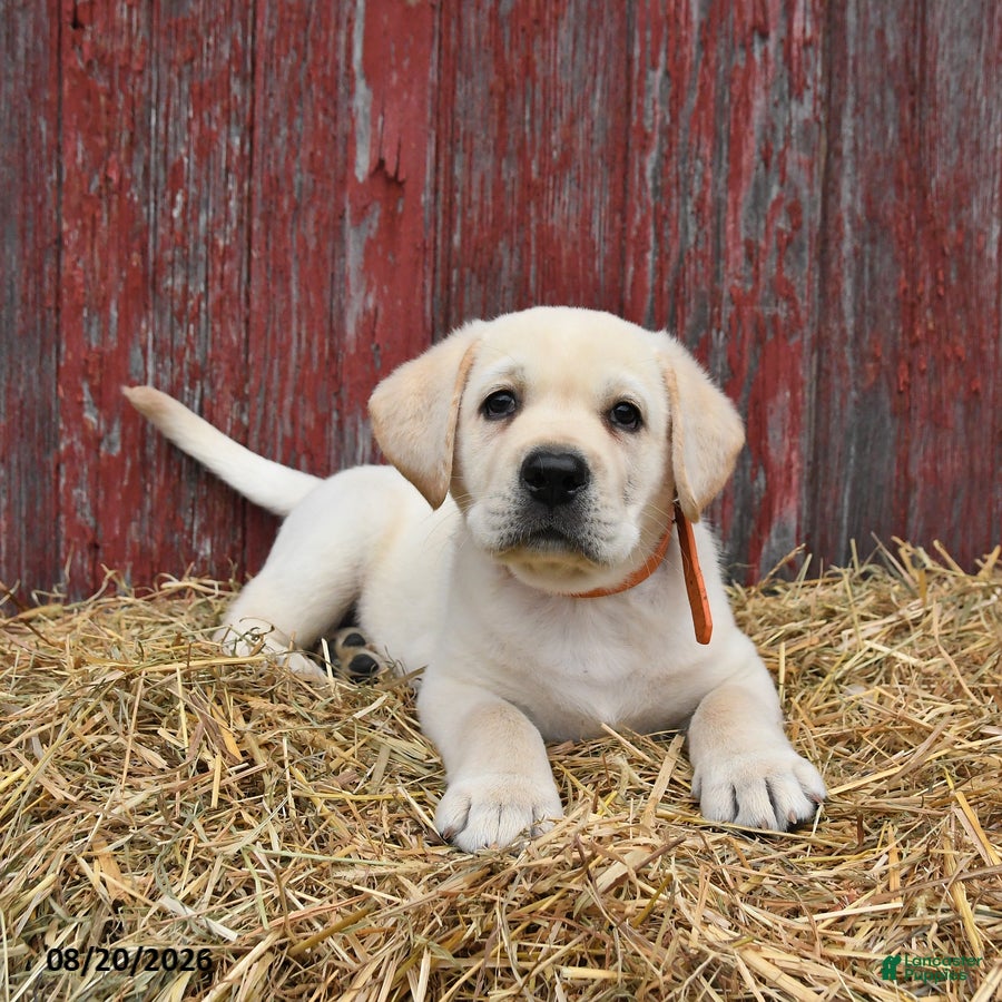 Labrador Retriever dogs Oscar - Ad 2