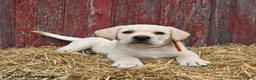 Labrador Retriever dogs for sale: Oscar - Ad 2