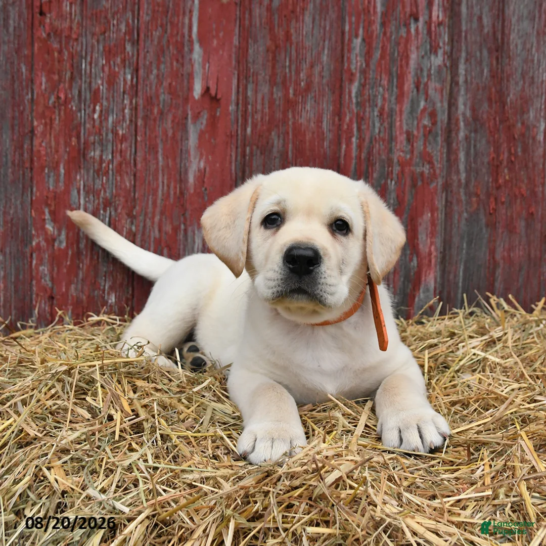 Labrador Retriever dogs for sale: Oscar - Ad 2