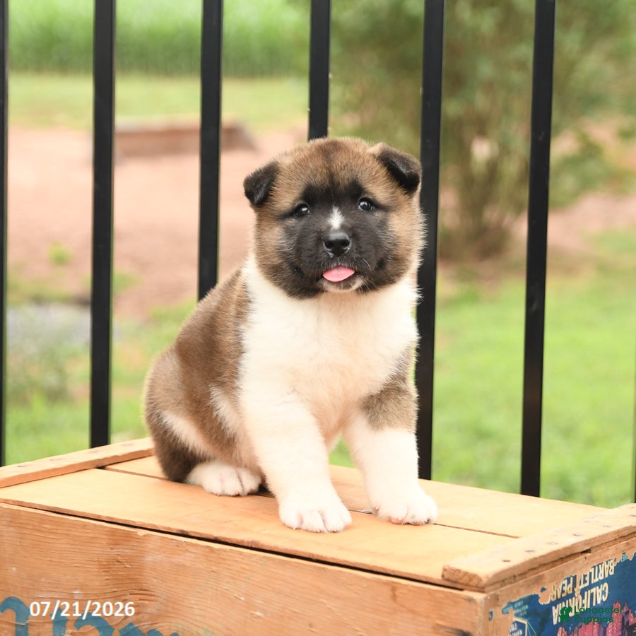 Akita dogs Starburst - Ad 2