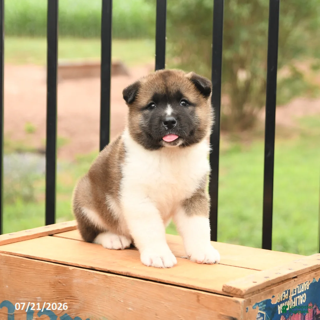 Akita dogs for sale: Starburst - Ad 2