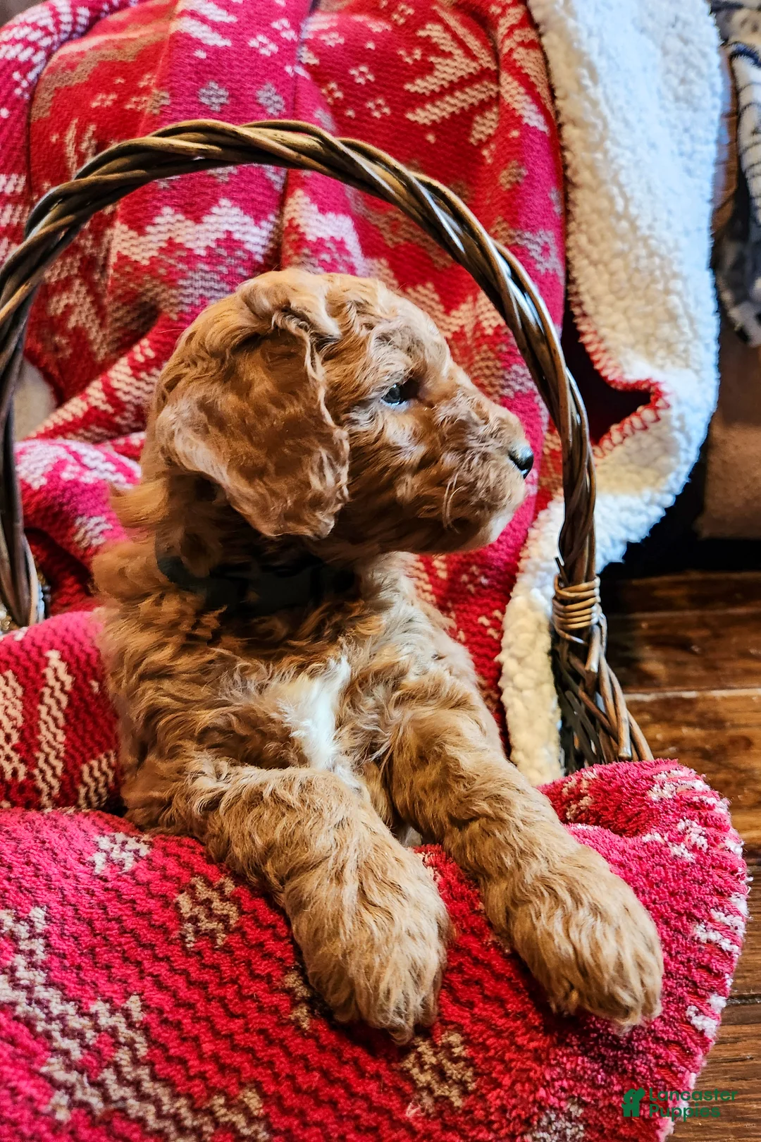 Mini Goldendoodle dogs for sale: Mocha - Ad 2