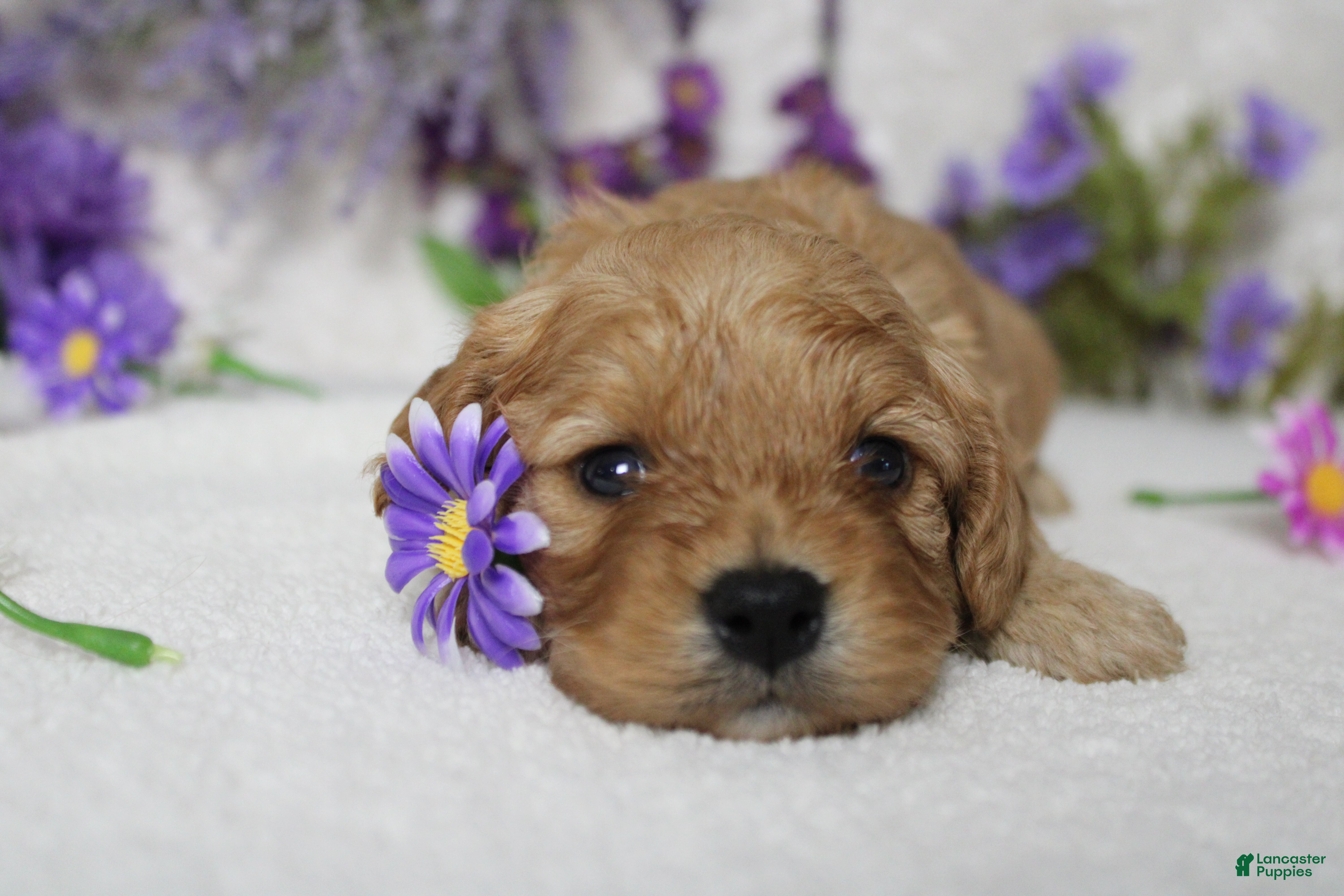 Cavapoo dogs Ray - Ad 20