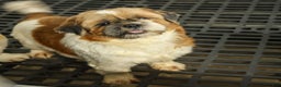 Shih Tzu dogs for sale: RHODA - Ad 12