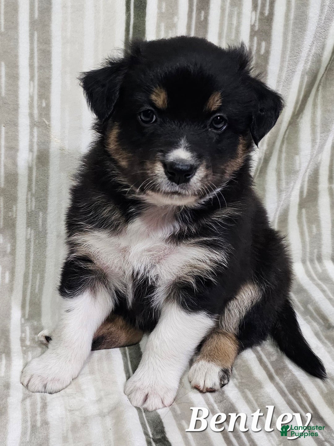 Australian Shepherd dogs for sale: BENTLEY  - Ad 3