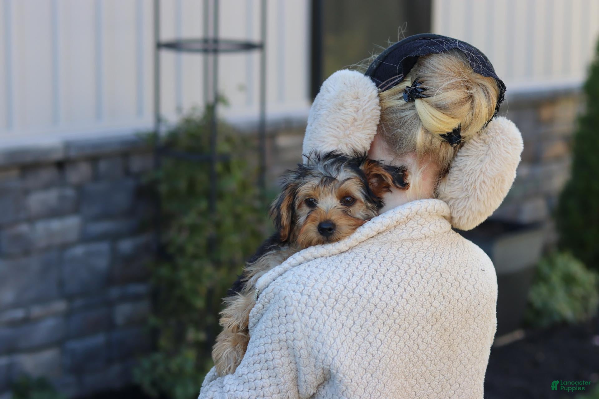 Yorkiepoo dogs Myles - Ad 2