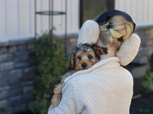 Yorkiepoo dogs Myles - Ad 2