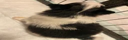 Pomeranian dogs for sale: Pomeranian 1 - Ad 3