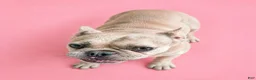 French Bulldog dogs for sale: Queen  - Ad 3