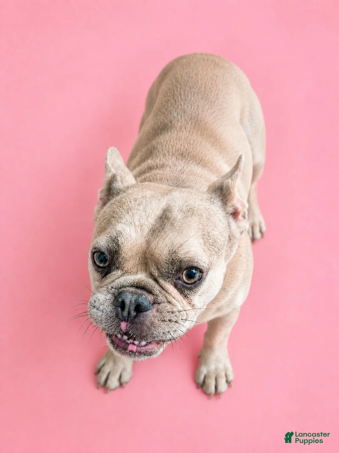French Bulldog dogs for sale: Tink - Ad 2