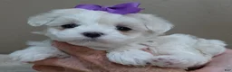 Maltese dogs for sale: Sale Pending - Ad 2