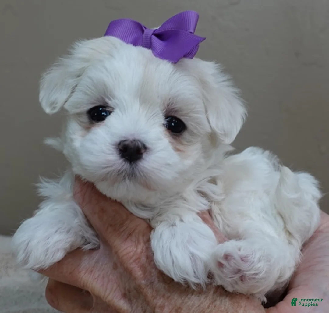 Maltese dogs for sale: Sale Pending - Ad 2