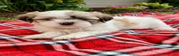 Shih Tzu dogs for sale: Skye - Ad 5