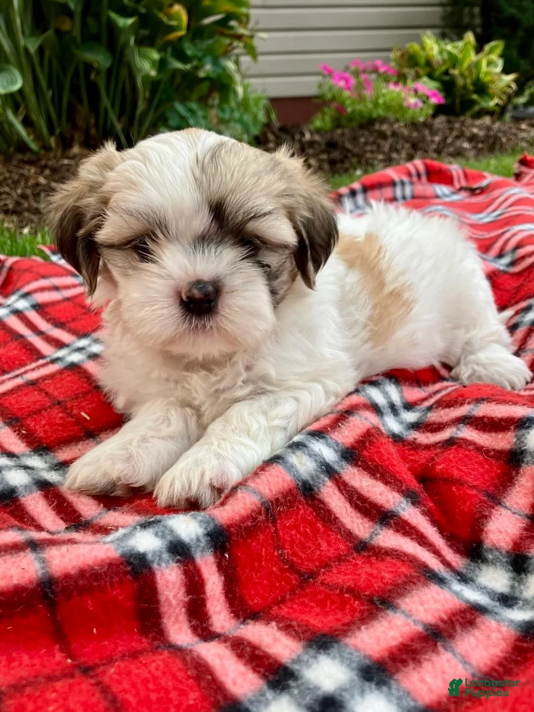 Shih Tzu dogs for sale: Skye - Ad 5