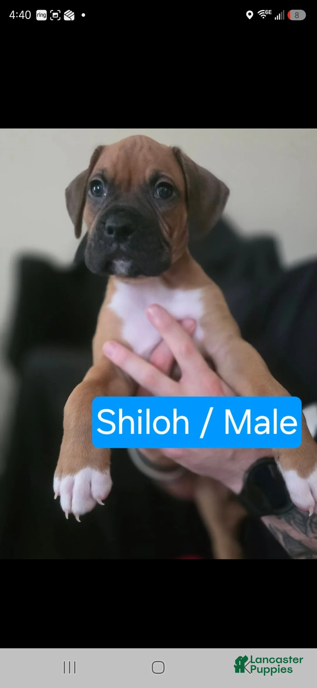 Boxer dogs for sale: Shiloh - Ad 1
