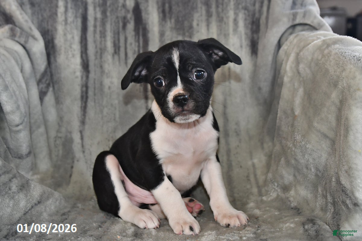 Mixed Breed dogs Bruno - Ad 41