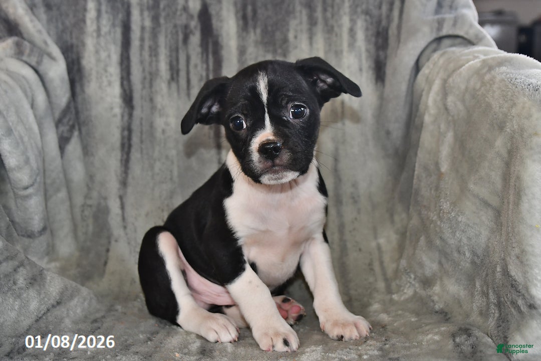 Mixed Breed dogs for sale: Bruno - Ad 1