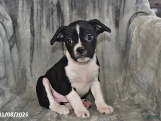 Mixed Breed dogs Bruno - Ad 42