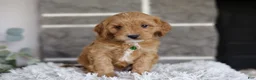 Cavapoo dogs for sale: Louie - Ad 8