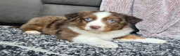 Australian Shepherd dogs for sale: Arnie - Ad 4