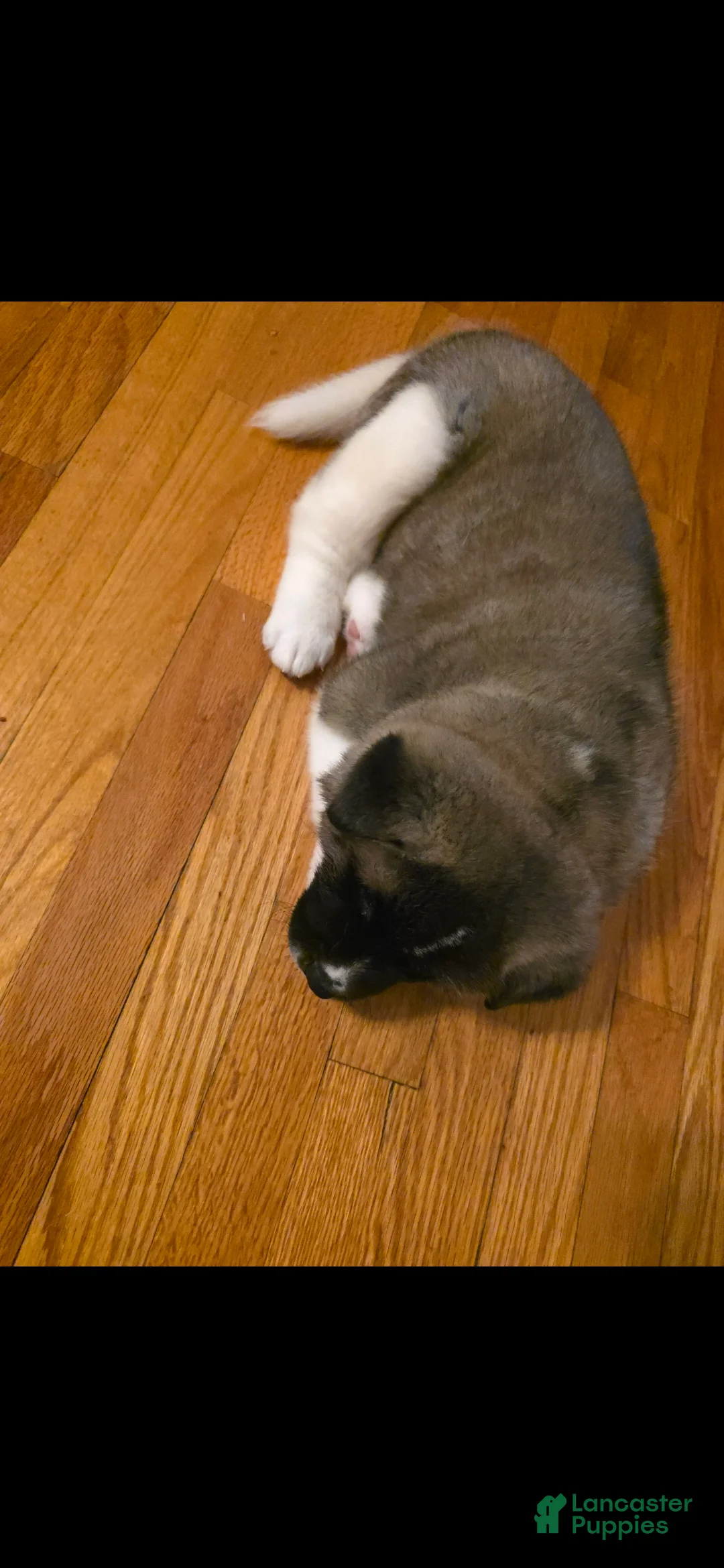 Akita dogs for sale: AKC Chance - Ad 11