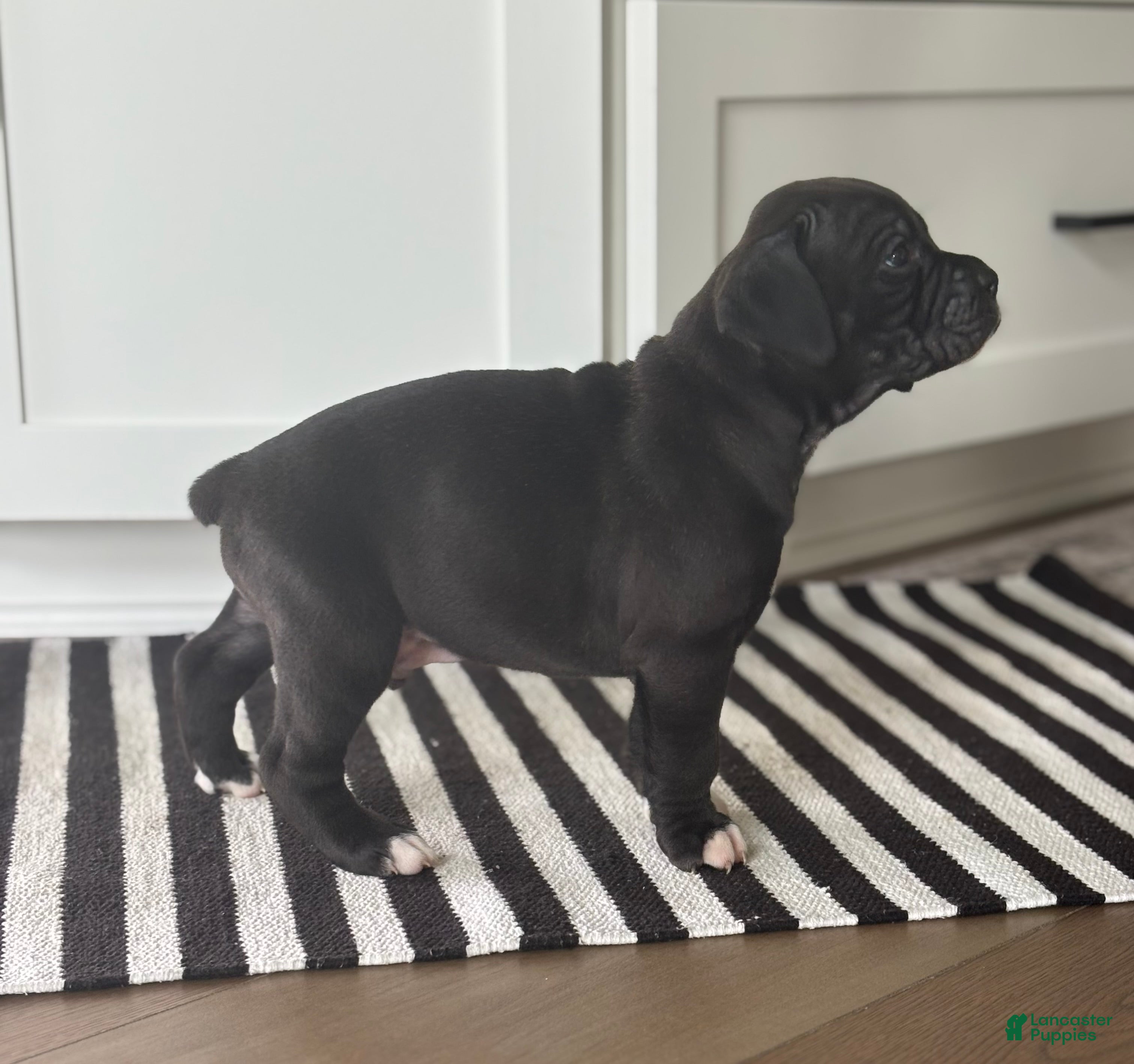 Boxer dogs Hunter - Ad 1