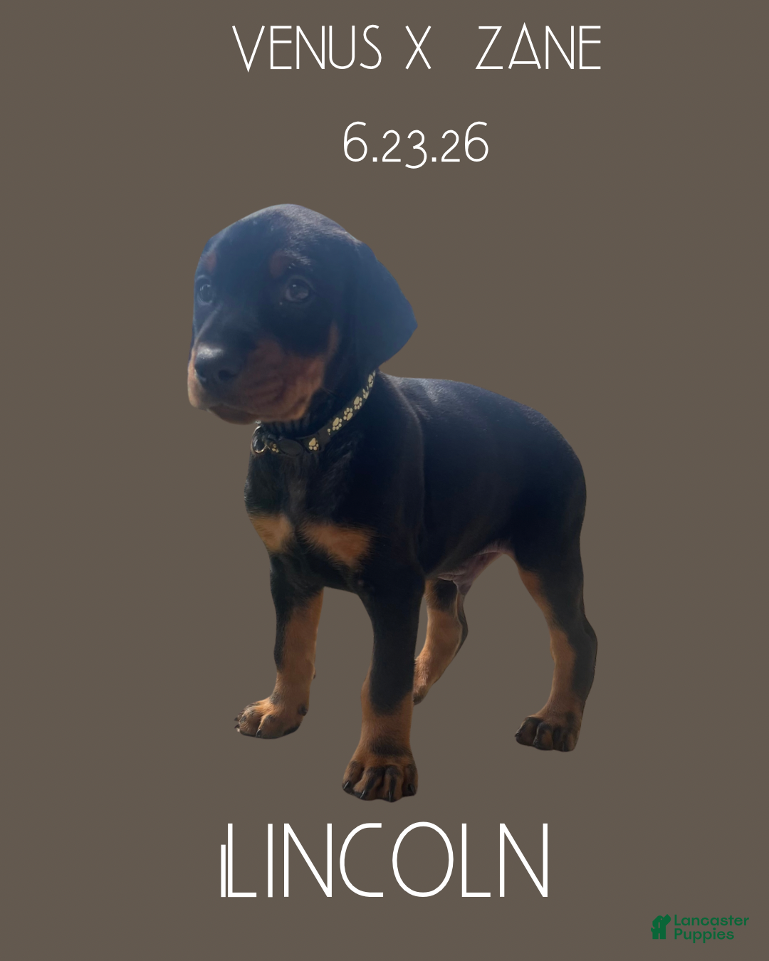 Doberman Pinscher dogs Doberman Pinscher 1 - Ad 2