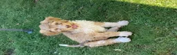 Bernedoodle dogs for sale: Zuzu - Ad 4