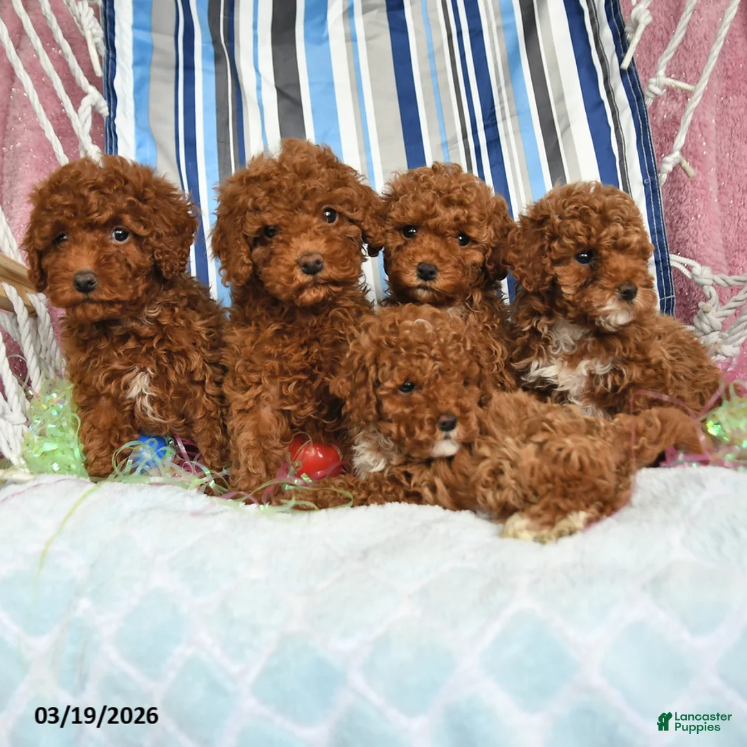 Miniature Poodle dogs for sale: Cocoa - Ad 5