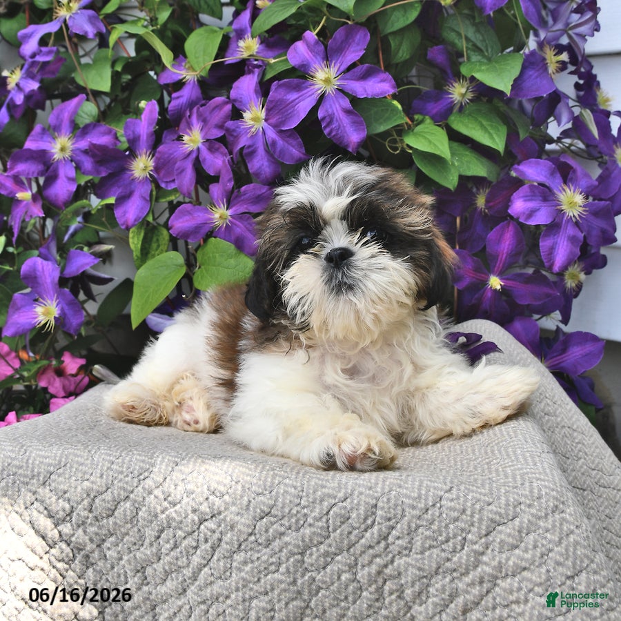Shih Tzu dogs Stormy - Ad 2