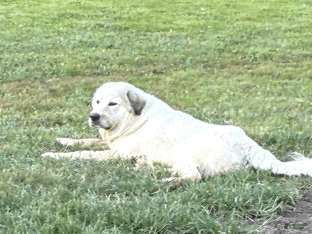 Mixed Breed dogs for sale: Mixed Breed Puppy 5 - Ad 9