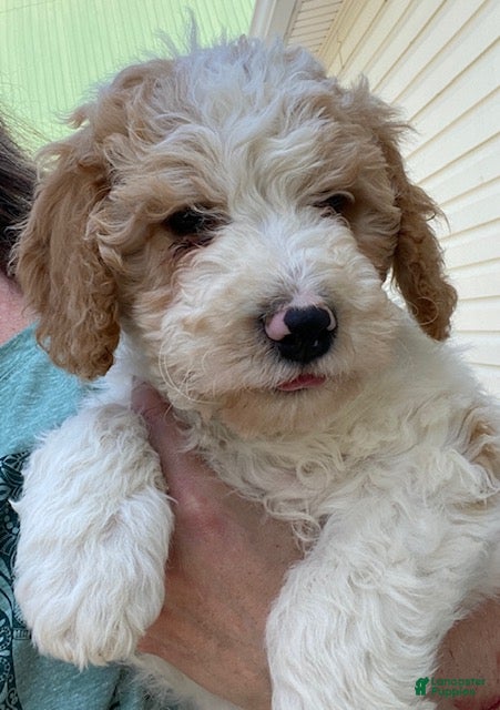 Mini Goldendoodle dogs Larson- tiny - Ad 2