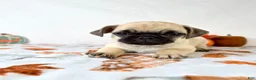 Pug dogs for sale: Princeton - Ad 2