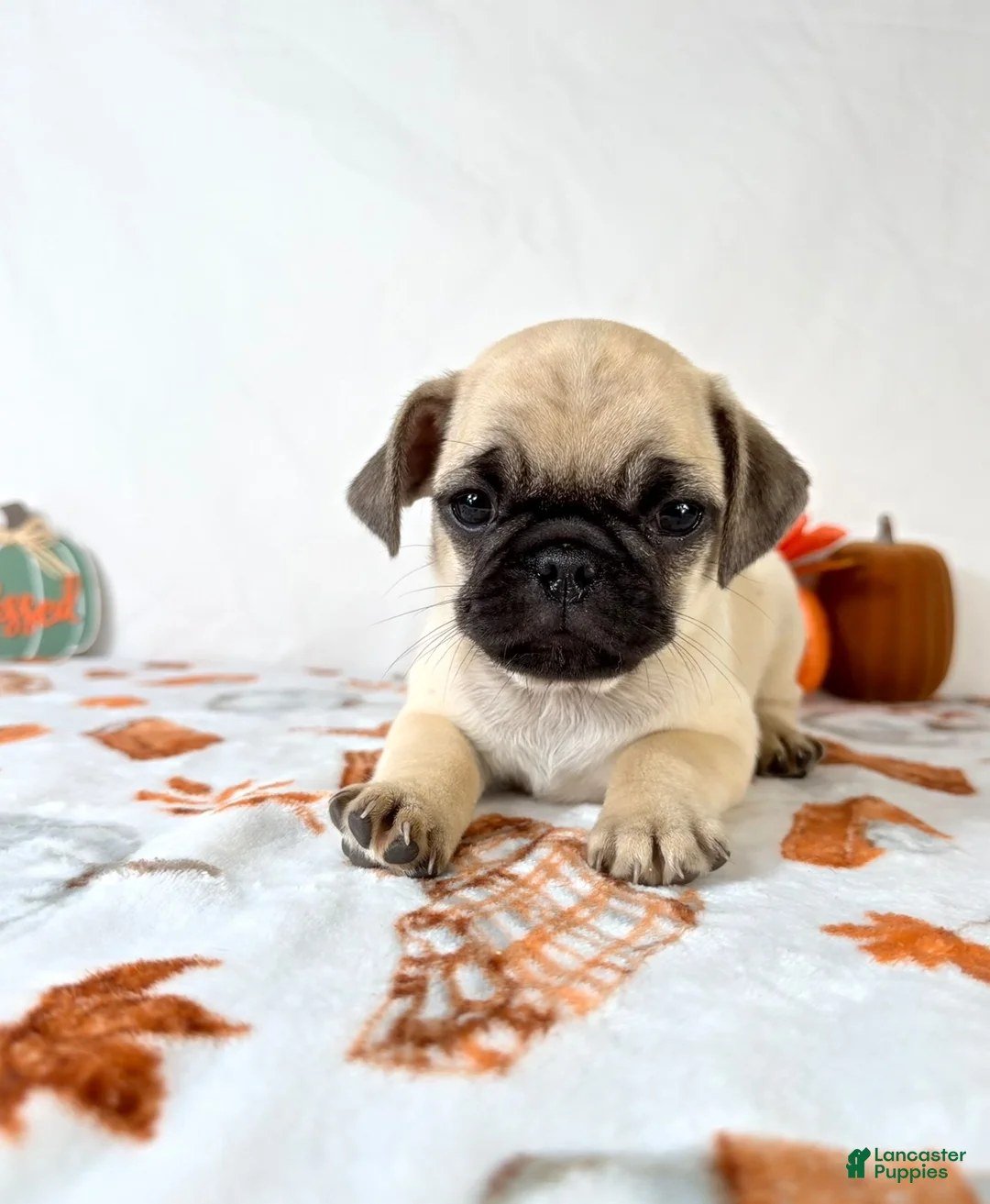 Pug dogs for sale: Princeton - Ad 2