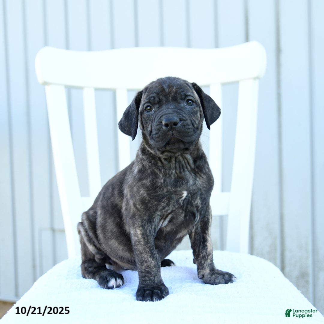 Mixed Breed dogs for sale: Amber - Ad 3