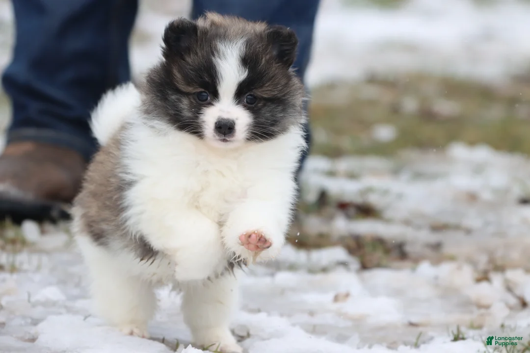 Pomeranian dogs for sale: Strudels  - Ad 3