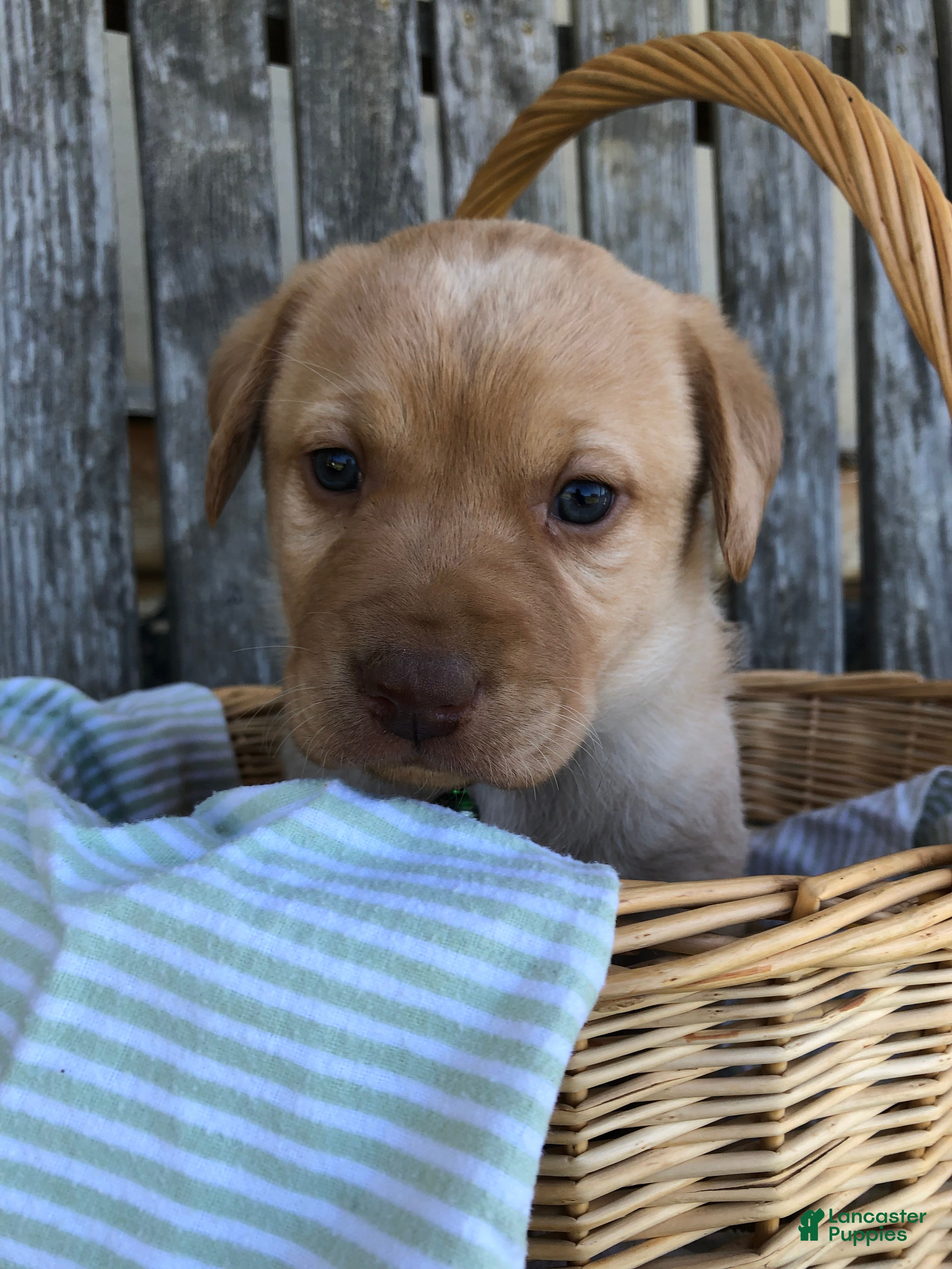 Labrador Retriever dogs Lissi - Ad 1