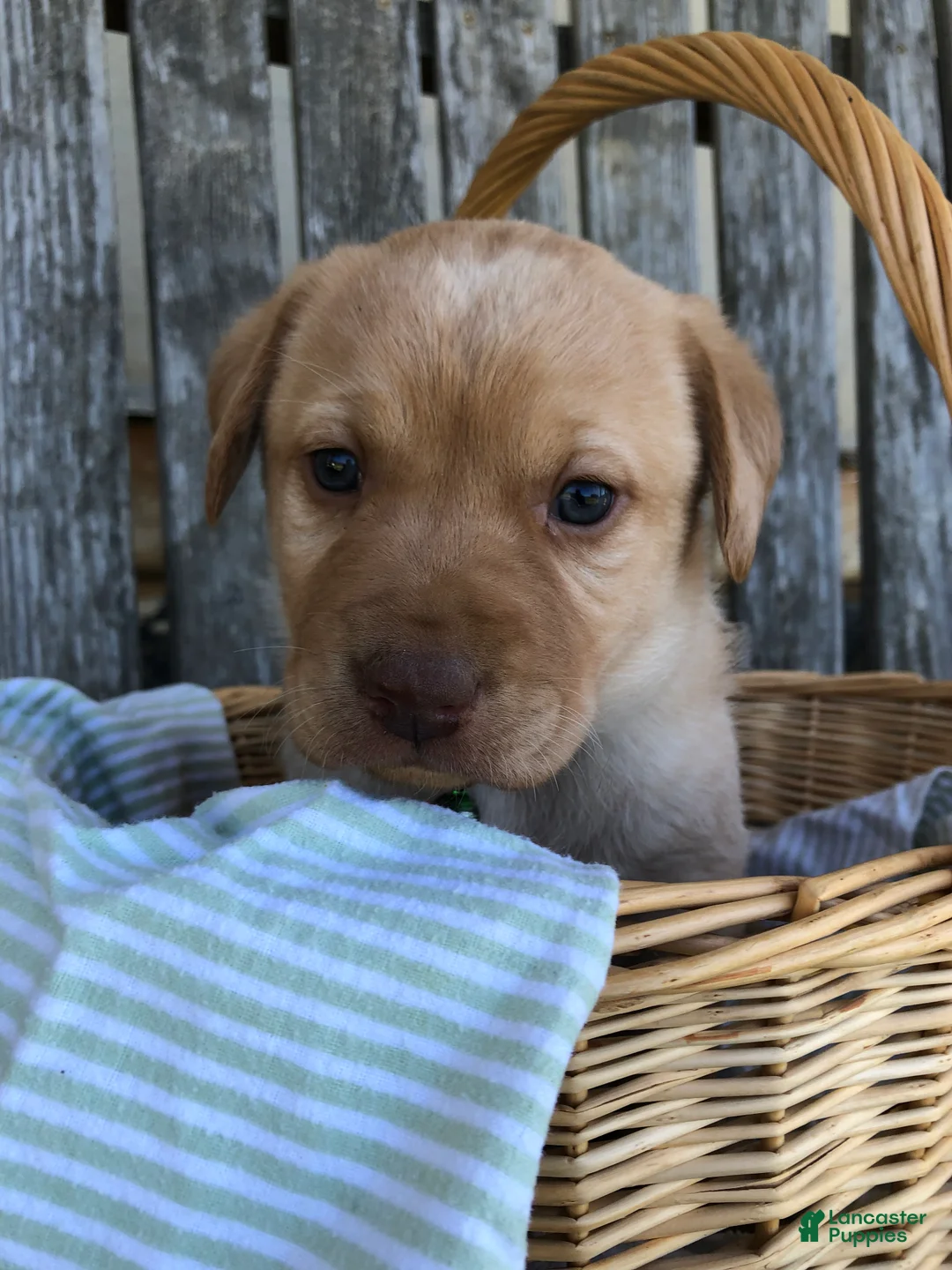 Labrador Retriever dogs for sale: Lissi - Ad 1