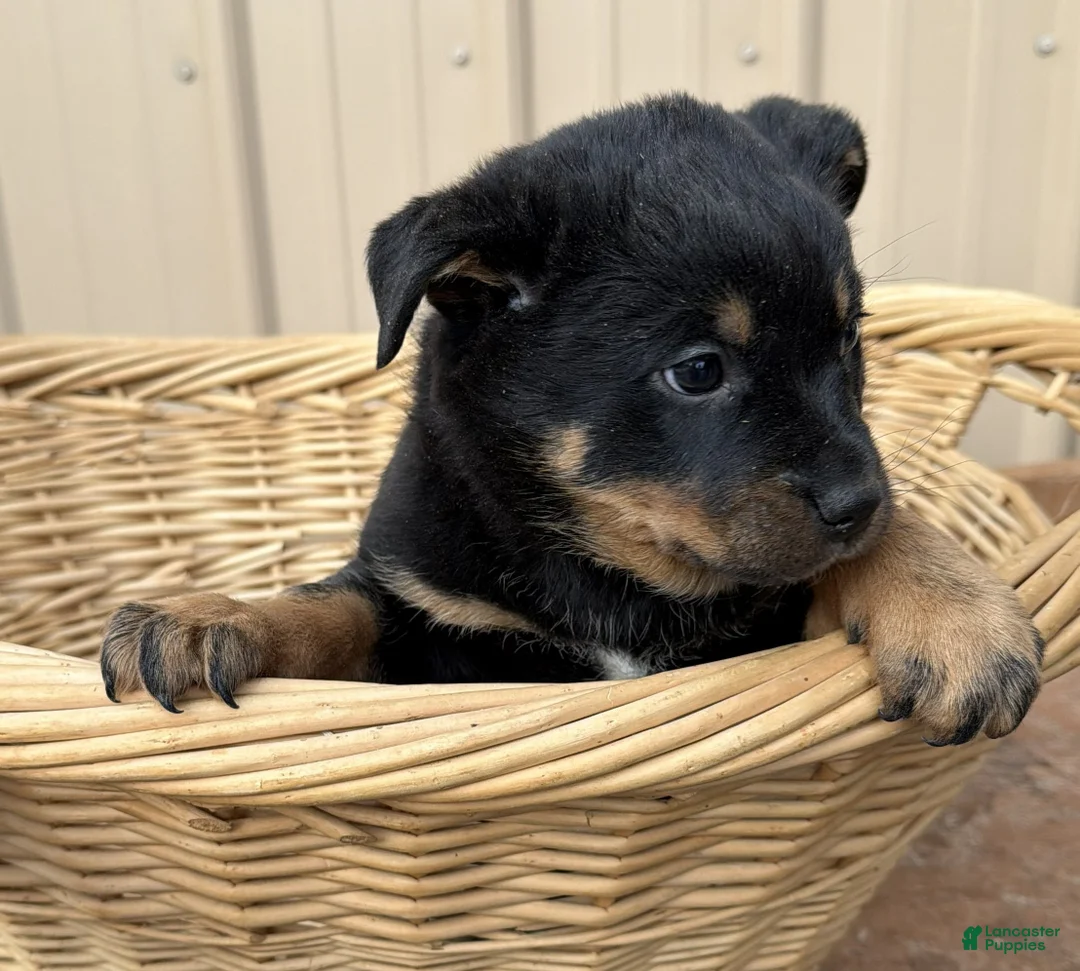 Rottweiler dogs for sale: Rottweiler Puppy 2 Annie - Ad 2