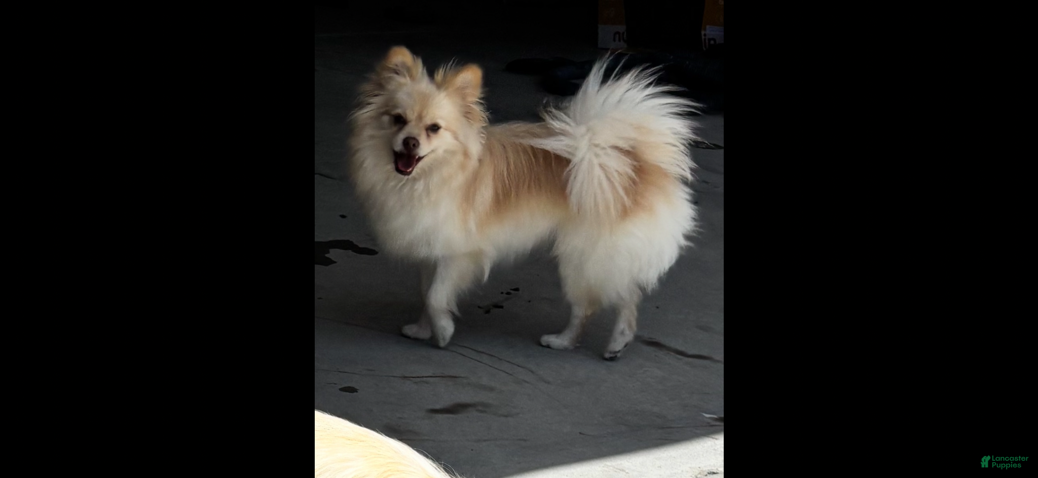 Mixed Breed dogs Lulu - Ad 2