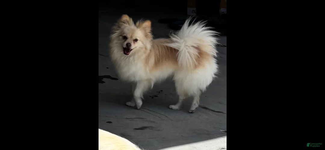 Mixed Breed dogs for sale: Lulu - Ad 2