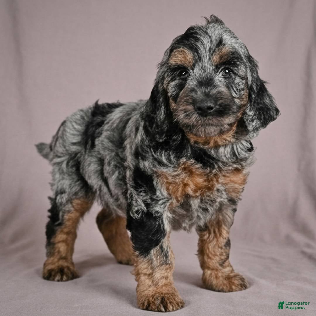 Cockapoo dogs Arnold - Ad 2