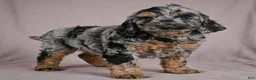 Cockapoo dogs for sale: Arnold - Ad 2