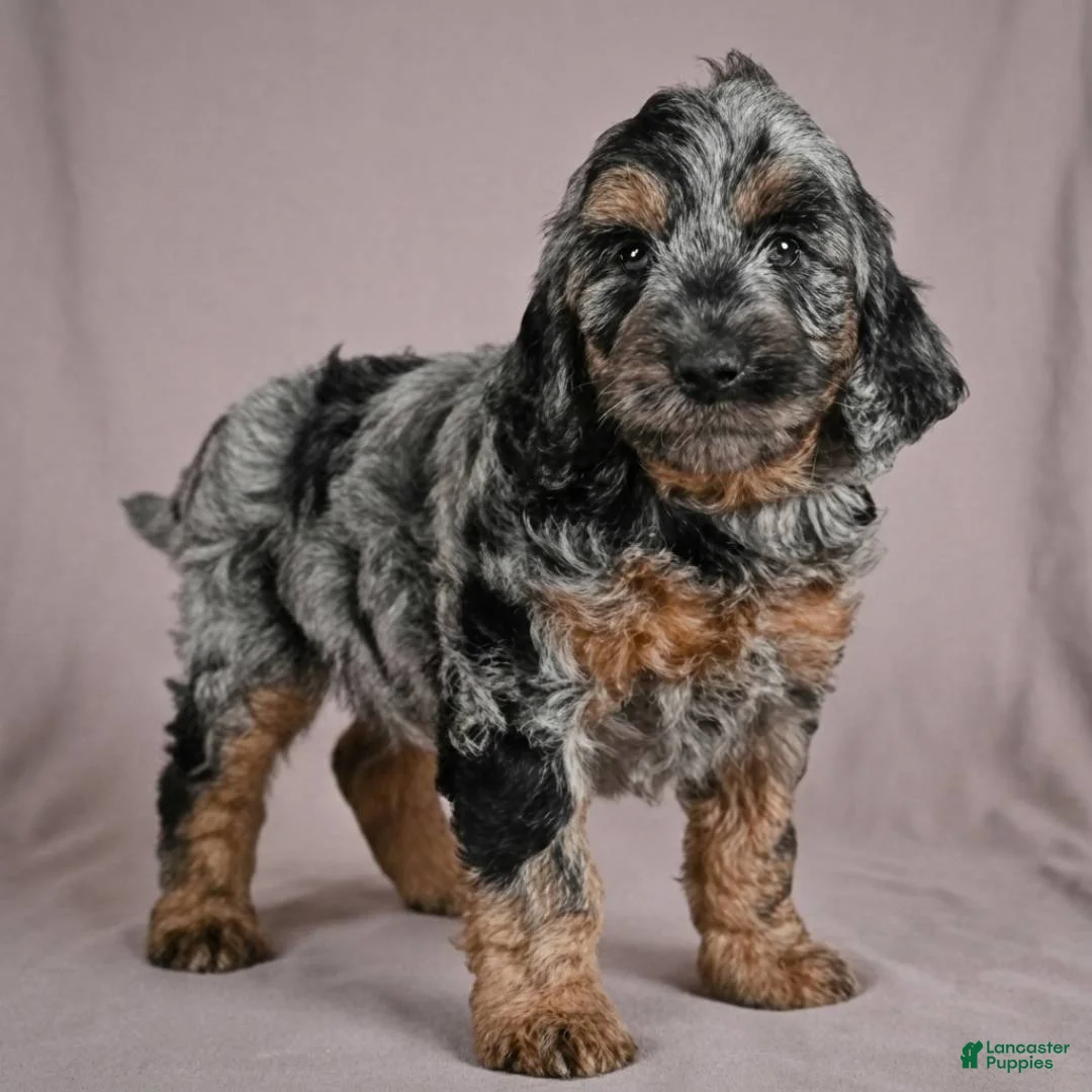 Cockapoo dogs for sale: Arnold - Ad 2