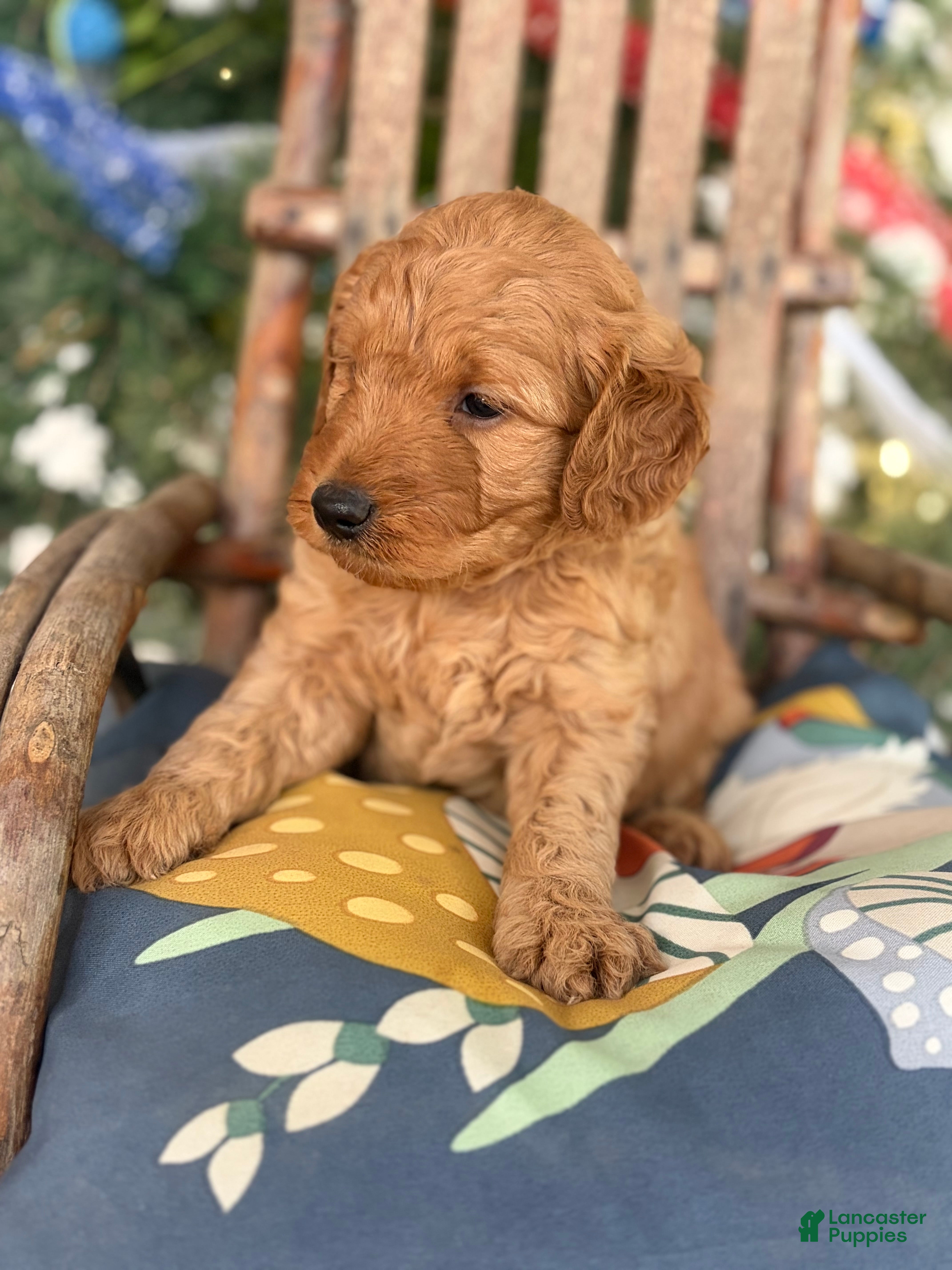 Mini Goldendoodle dogs Big Red - Ad 13