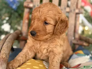 Mini Goldendoodle dogs Big Red - Ad 37