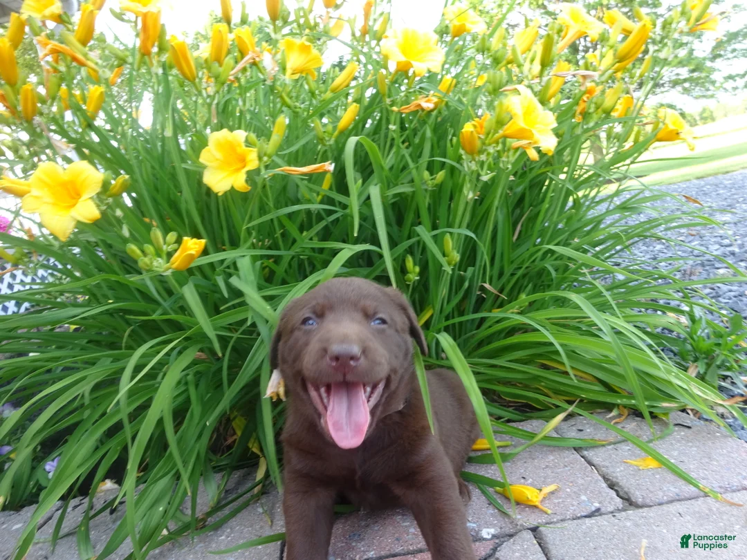 Labrador Retriever dogs for sale: Daisy  - Ad 2