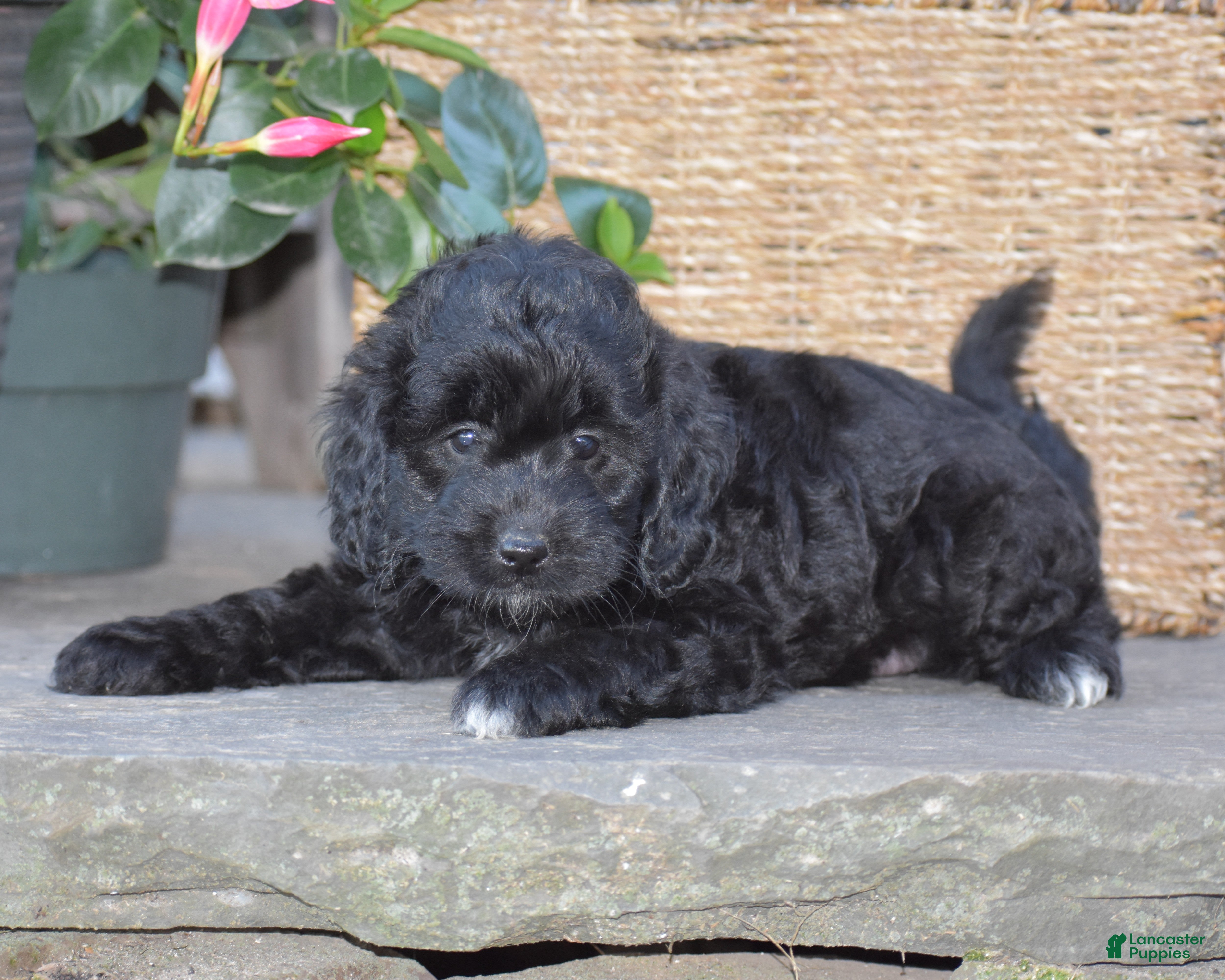 Mini Goldendoodle dogs Hyacinth - Ad 1